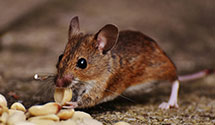 24 Hour & Emergency Exterminators in Rock Lake, ND